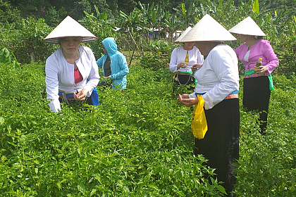 Tư vấn hình thành mô hình khởi nghiệp ớt rừng tại huyện Lạc Sơn